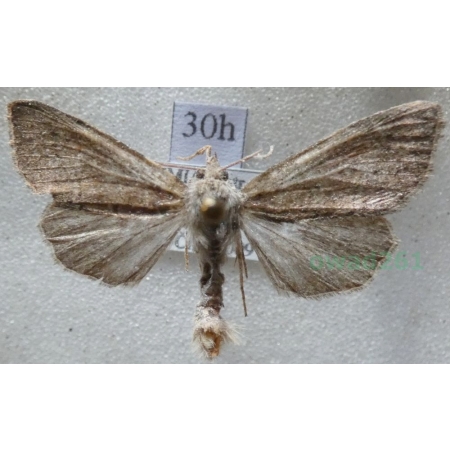 Parastichtis suspecta (Hübner, 1817) Czech30h